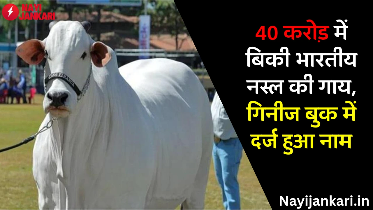 Indian breed cow sold for 40 crores, name entered in Guinness Book